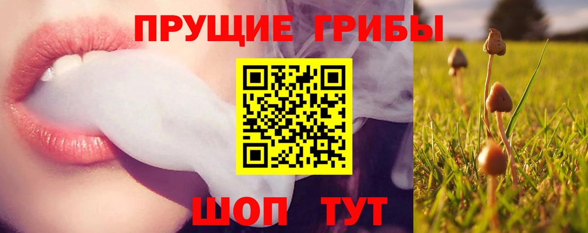Псилоцибиновые грибы Psilocybe Новый Уренгой